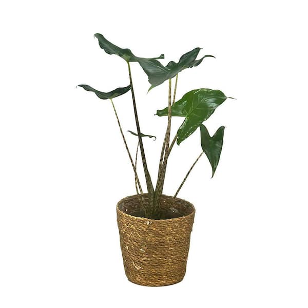 Mythic Alocasia Jungle Music Indoor Plant in 7 in. Wicker Jute Basket