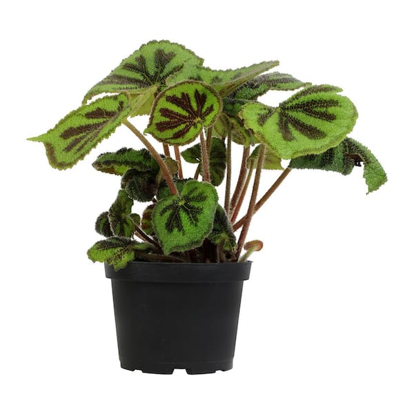 ALTMAN PLANTS Begonia Masoniana Rock (Iron Cross) Live Foliage