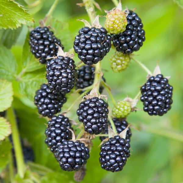Garden State Bulb Blackberry Chester, Live Bare Root Plant (Bag of 4)