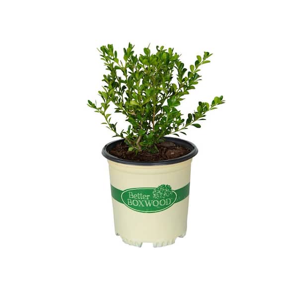 BETTER BOXWOOD 2.5 qt. Renaissance Boxwood, Evergreen Shrub with Glossy Green Foliage