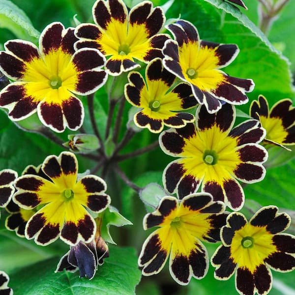 Spring Hill Nurseries Bumble Bee Primrose Dormant Bare Root Flowering Perennial Starter Plant (1-Pack)