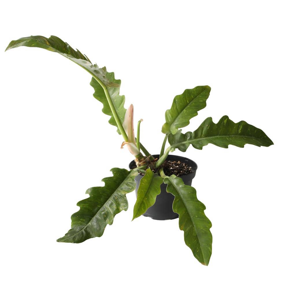 Altman Plants Variegated Philodendron Ring of Fire Indoor Houseplant in 6 in. Grower Pot