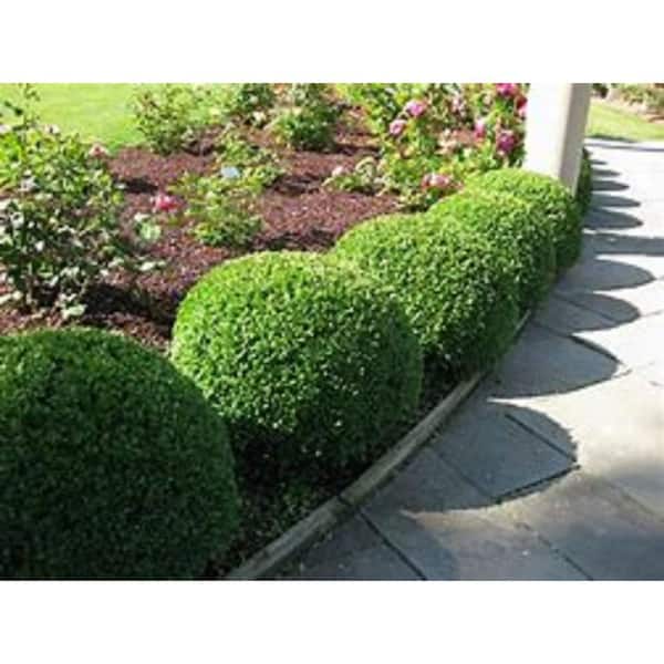 BELL NURSERY 1 Gal. Boxwood Green Velvet Shrub