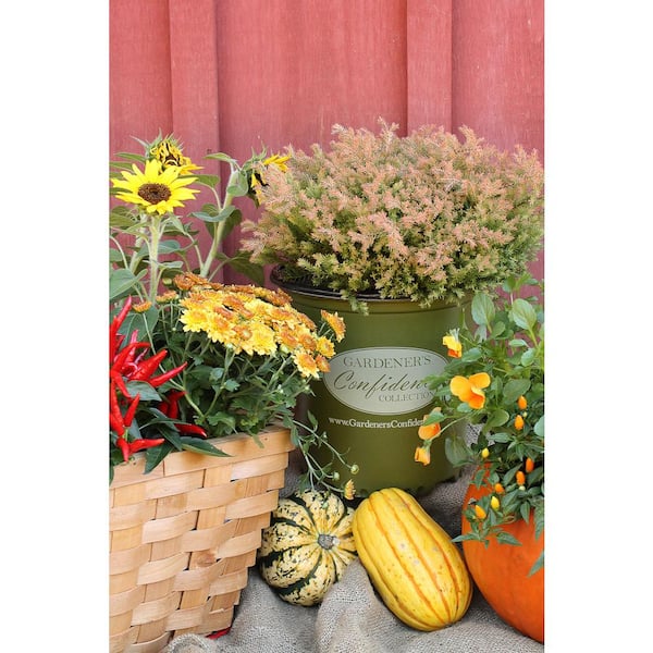 2 Gal. Fire Chief Arborvitae (Thuja) Live Dwarf Evergreen Shrub, Golden-Orange Foliage