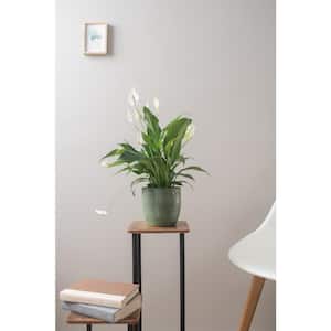 Spathiphyllum Peace Lily Indoor Plant in 6 in. Mid Century Pot and Stand, Avg. Shipping Height 1-2 ft. Tall