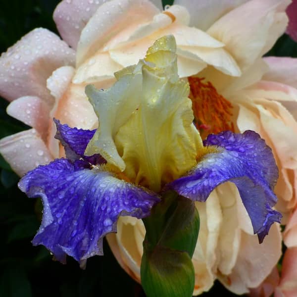 VAN ZYVERDEN 4 in. Bearded Iris 4 in. Liners Sunny Glitter Starter Plants (Set of 3)
