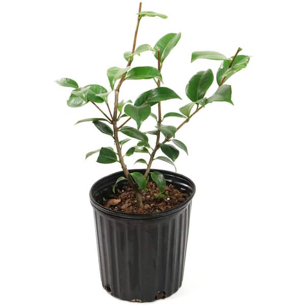 national PLANT NETWORK 2.5 Qt. Blood of China Camellia Japonica Plant with Red Blooms