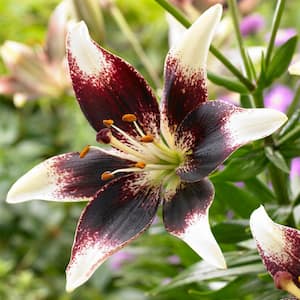 14/16 cm, Netty's Pride Asiatic Lily Flower Bulbs (Bag of 20)