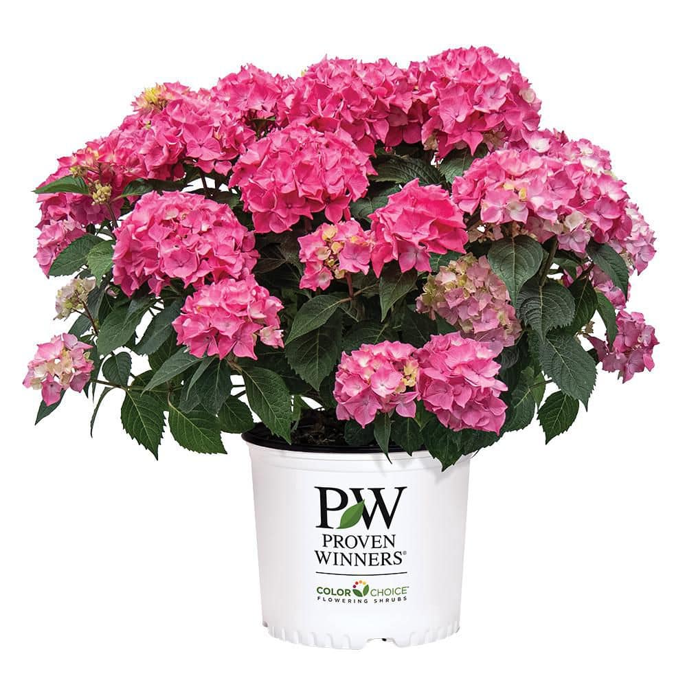 2 Gal. Let's Dance Loveable Hydrangea Shrub