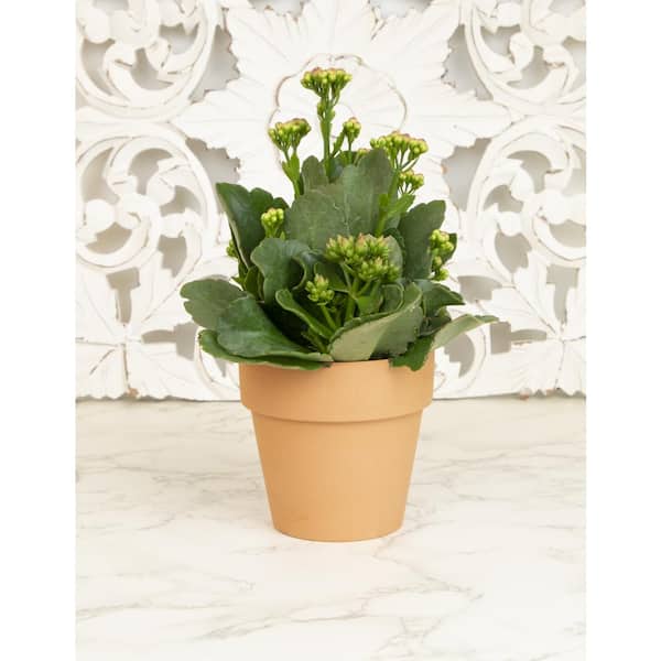 ALTMAN PLANTS 9 cm Kalanchoe Blossfeldiana Succulent in Terra