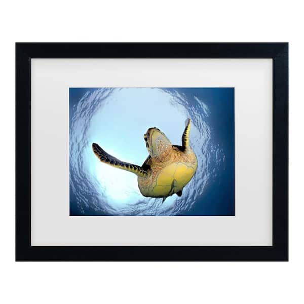Trademark Fine Art Henry Jager Green Turtle in Snells Window Matted Framed Photography Wall Art 13 in. x 16 in.
