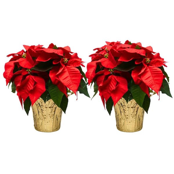 Costa Farms 6 in. Holiday Live Indoor Poinsettia in Gold Pot Cover (2-Pack)