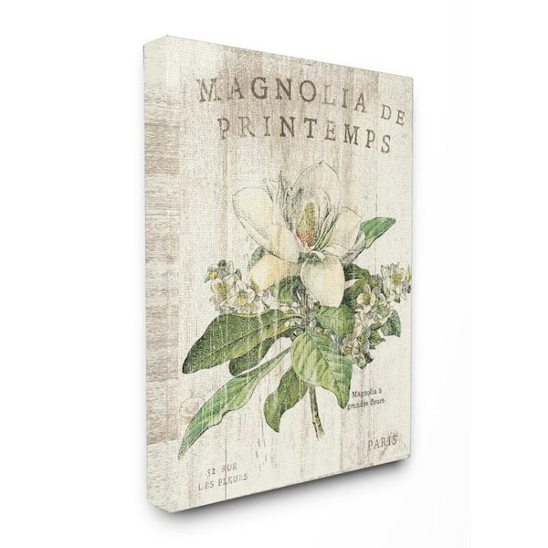 Stupell Industries 16 in. x 20 in. "French Magnolias In Spring" by Sue Schlabach Printed Canvas Wall Art