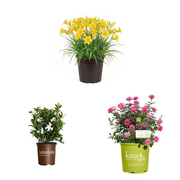 2.  5 Qt. Gardenia, 2 Gal. Daylily, and 1 Gal. Pink Knock Out Rose Plant Combo