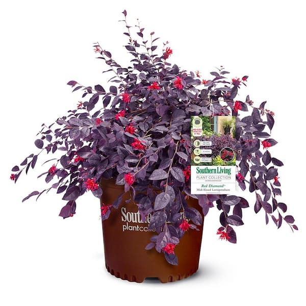 SOUTHERN LIVING 5 Gal. Red Diamond Loropetalum Shrub with Burgundy Foliage and Bright Red Blooms
