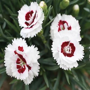 2.5 Qt. Scent First Coconut Surprise White and Red Dianthus Plant