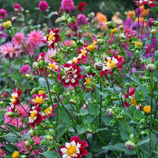 national PLANT NETWORK Dahlia Collarette Mixed Bulbs (10-Pack