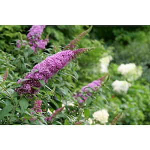 4.5 in. qt. Pugster Pinker Butterfly Bush (Buddleia) Live Plant, Shrub, Pink Flowers