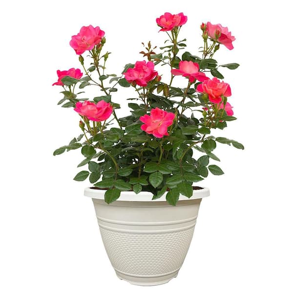 11in Brick House Pink Rose Plant with Pink Flowers