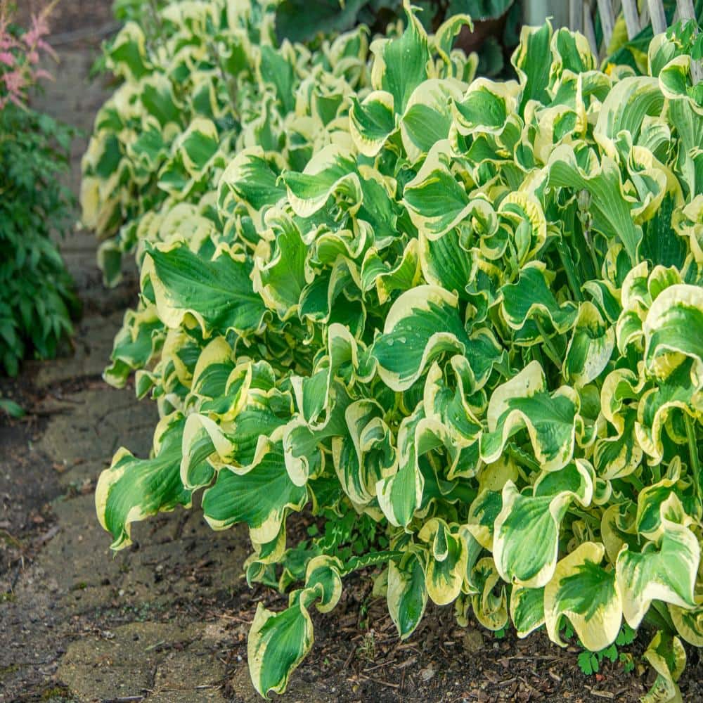 DIRECT GARDENING Wheee! Hosta Dormant Bare Root Shade Perennial