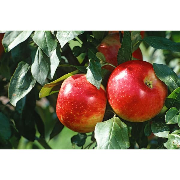 Online Orchards 3 ft. Cortland Apple Tree with Ruby Red Fruit Great For Baking Pies