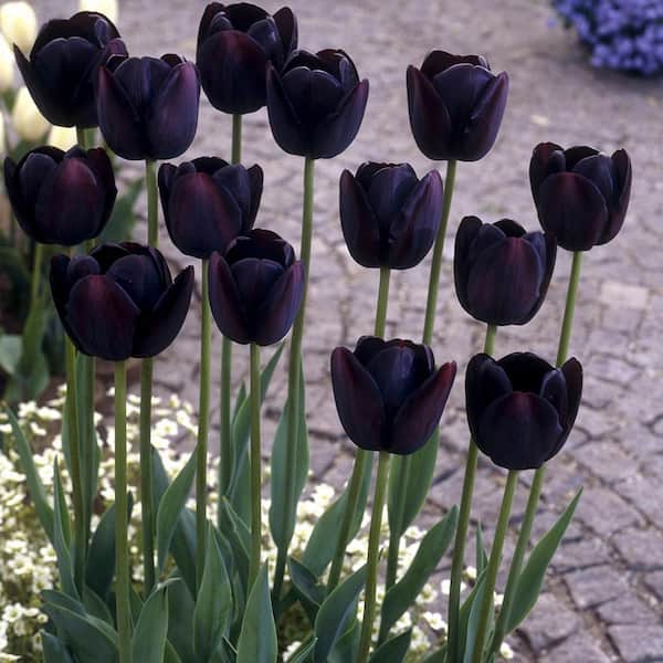 VAN ZYVERDEN Tulips Bulbs Queen Of Night (Set of 12)