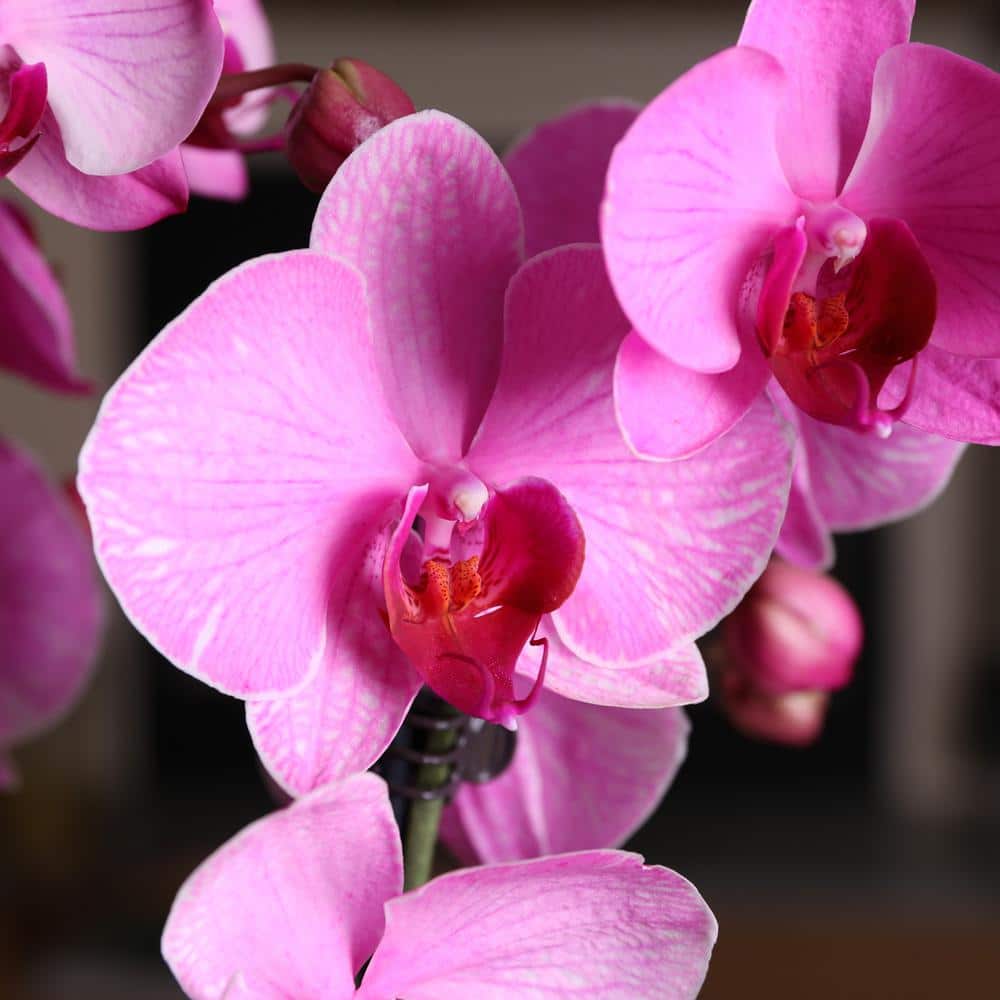 Watercolor Pink Orchid in White Ceramic Pot, 16-30 Inches
