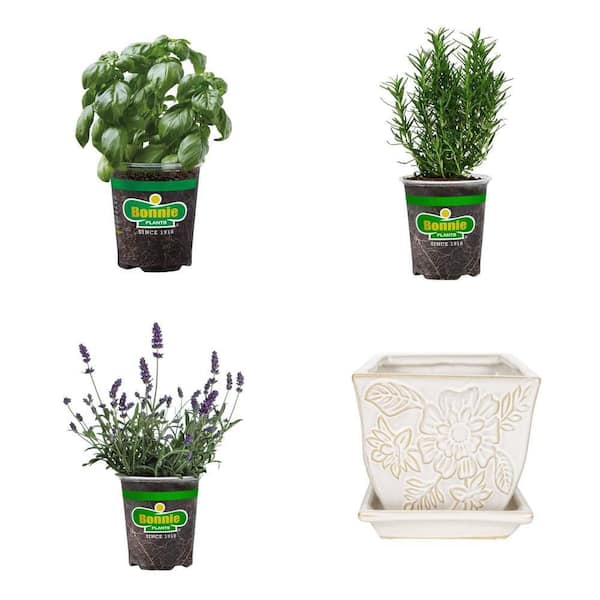 Rosemary, Basil, Lavender Plants and 12 in. White Floral Window Box Planter Combo