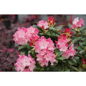 4.5 in. Quart Dandy Man Color Wheel(Rhododendron) Live Plant, Pink Flowers and Evergreen Foliage