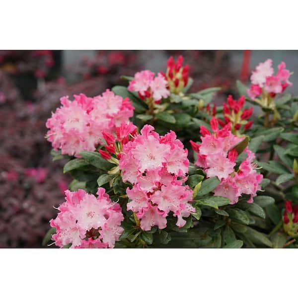PROVEN WINNERS 4.5 in. Quart Dandy Man Color Wheel(Rhododendron) Live Plant, Pink Flowers and Evergreen Foliage