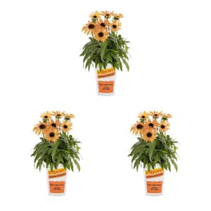 2 Qt. Echinacea Coneflower 'Sunmagic Vintage Orange' Orange Perennial Plant (3-Pack)