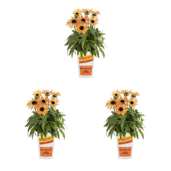 Vigoro 2 Qt. Echinacea Coneflower 'Sunmagic Vintage Orange' Orange Perennial Plant (3-Pack)
