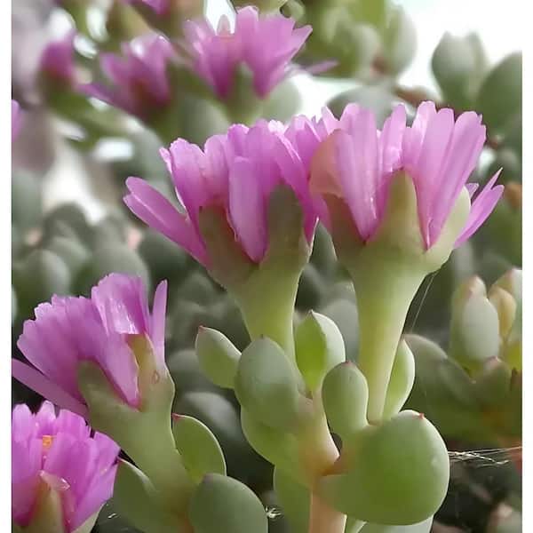 Zeus & Ruta Oscularia Pedunculata Mauve Blossom Color, Succulent Plant Suitable for Spring Summer Fall