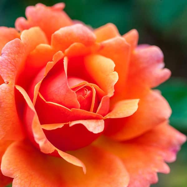 Spring Hill Nurseries Easy Does It Floribunda Rose, Dormant Bare Root Plant with Orange Color Flowers (1-Pack)