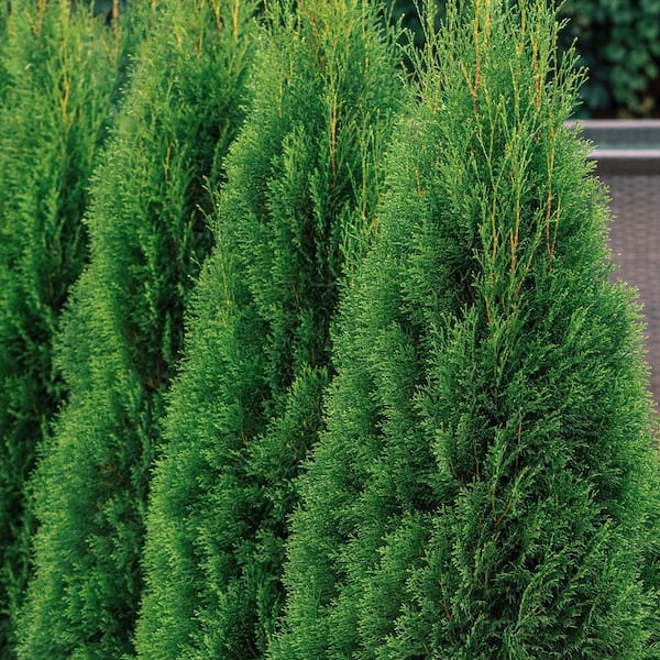 user_5b3f8950Rob Galbraith他1枚 Have a question about national PLANT NETWORK 1 gal. Arborvitae