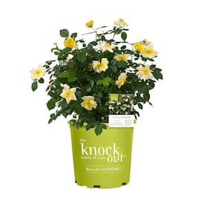 KNOCK OUT 2 Gal. White Knock Out Rose Bush with White Flowers 13215 - The  Home Depot