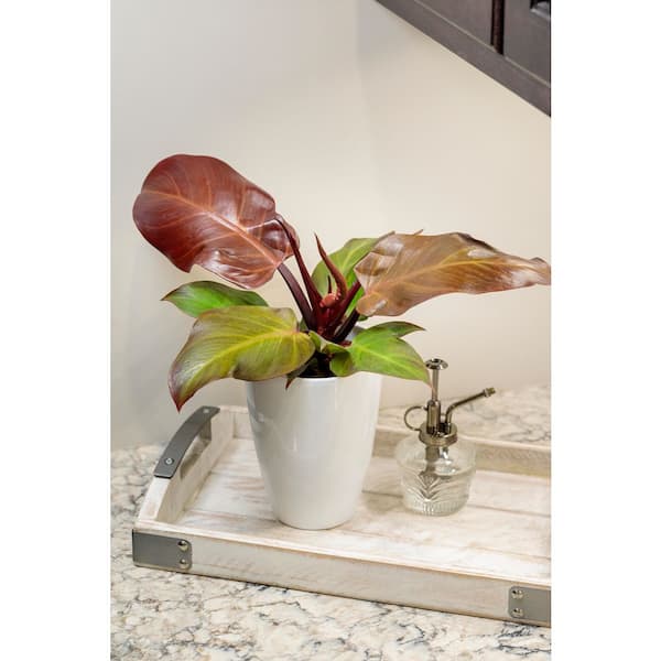 LEAFJOY Philodendron Hybrid Fall leaves Indoor Plant in 5 in