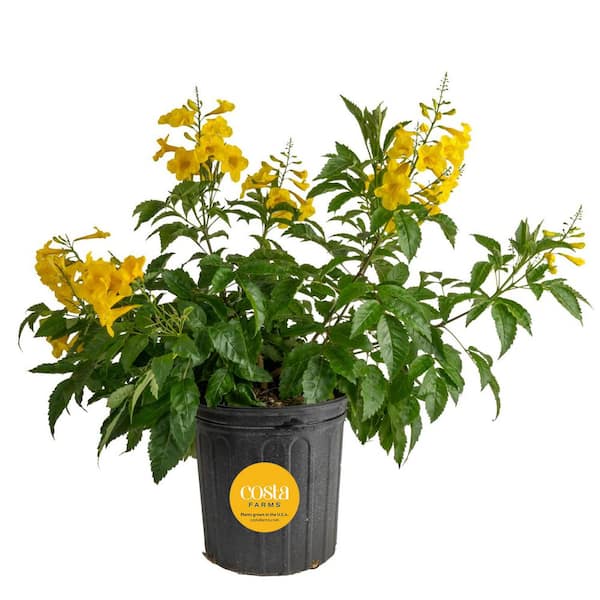 Costa Farms Outdoor Tecomaria Esperanza Golden Star Plant in 9.25 in. Grower Pot, Avg. Shipping Height 2 ft. to 3 ft. Tall