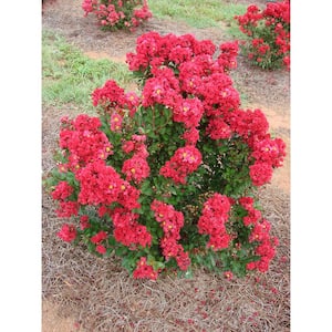 2.25 Gal. Crepe Myrtle Enduring Red Lagerstroemia Hybrid Shrub Plant with Red Flowers (1-Pack)