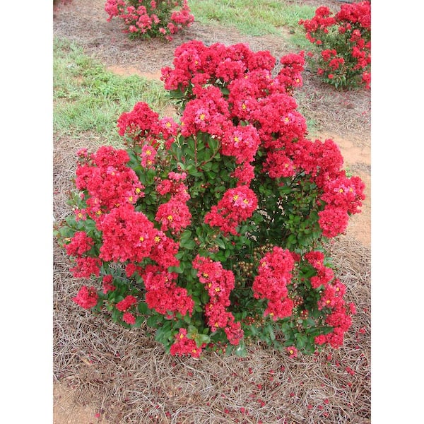 2.25 Gal. Crepe Myrtle Enduring Red Lagerstroemia Hybrid Shrub Plant with Red Flowers (1-Pack)