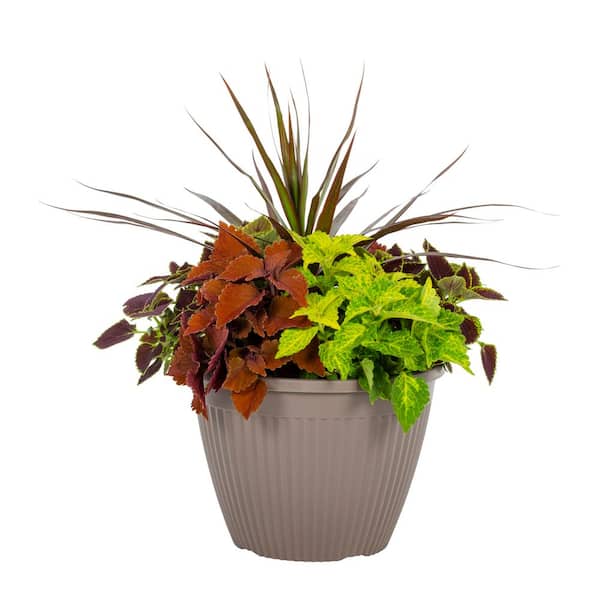 2 Gal. Select Planter Mainstreet Coleus Mix Trafalgar Square Annual Plant (1-Pack)