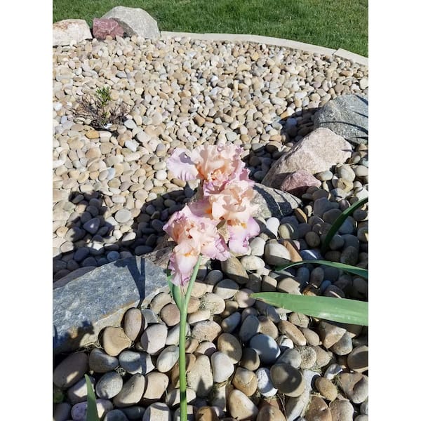 0.50 cu. ft. 40 lbs. 1 in. to 3 in. Medium Buff Mexican Beach Pebble