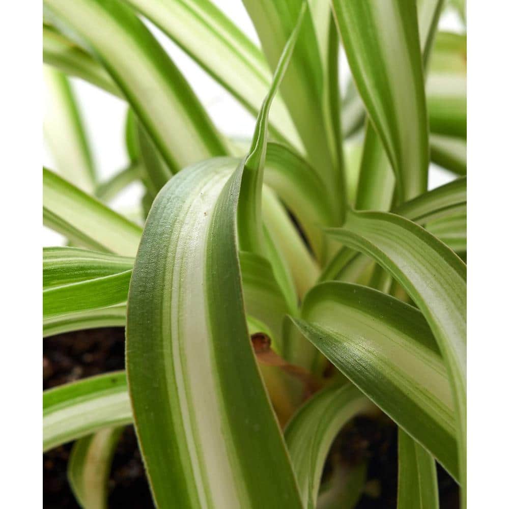 Large Spider Plant in Brown Grower Pot