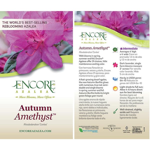 Reviews for ENCORE AZALEA 5 Gal. Autumn Amethyst Azalea Shrub with Small  Purple Blooms and Rich Green Foliage | Pg 2 - The Home Depot