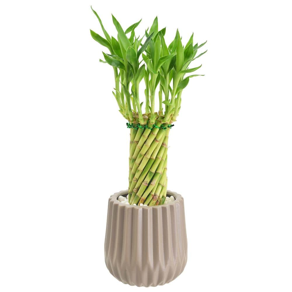 Tornado Lucky Bamboo in Tan Ceramic Planter