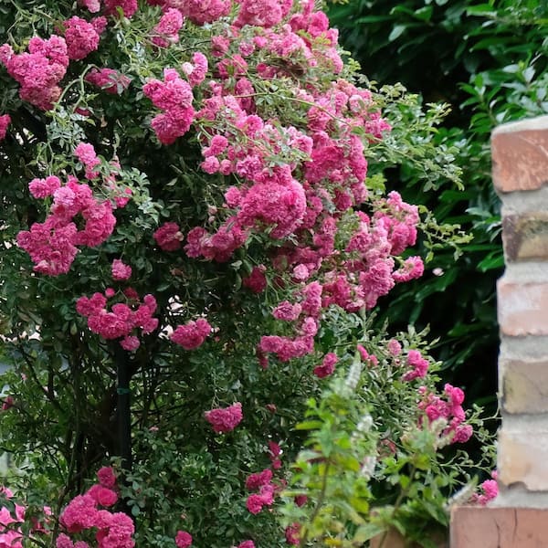 national PLANT NETWORK Bare Root Rose Climbing Zephirine Drouhin