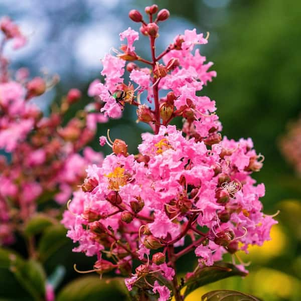 1 Gal. Coral Pink Sioux Crape Myrtle Tree CRMSIO01G - The Home Depot