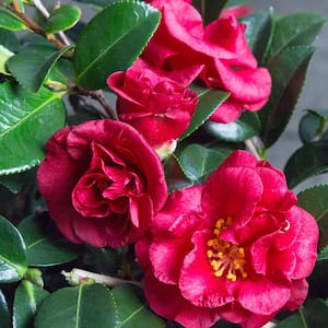 2.5 Qt. Bella Rouge Camellia (Sasanqua) Shrub with Red Semi-Double Blooms