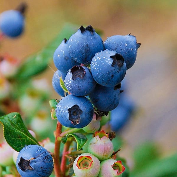 Gurney's 3 in. Pot Perpetua Blueberry Vaccinium, Live Potted Fruiting Plant (1-Pack)