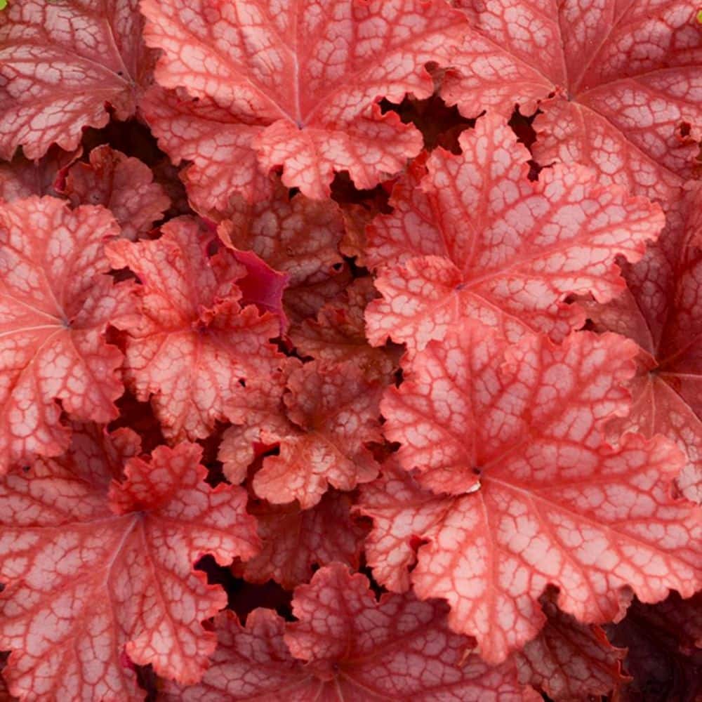 4.5 in. Qt. Dolce Peachberry Ice Coral Bells (Heuchera Hybrid) Live Perennial Plant with Orange Foliage price history on PriceWatchPro